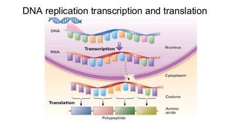 replication vs transcription vs translation|replication vs transcription translation.